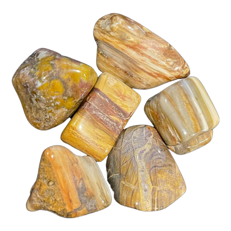 Petrified Wood Tumbled Stones (4oz)
